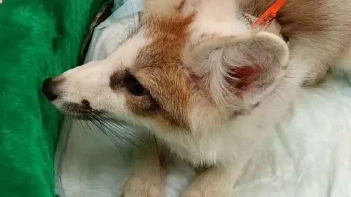 Хранитель животных из Подмосковья спас лис от жестокой судьбы на зооферме новости Дубны 